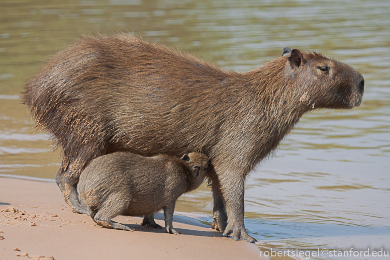 capybara nursing